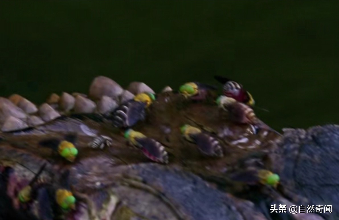 亚马逊有多少动植物,亚马逊盘点