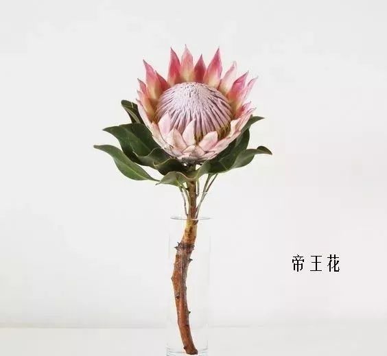 鲜花店常见花材品种大全,花店里同款的两种不同价格的花材