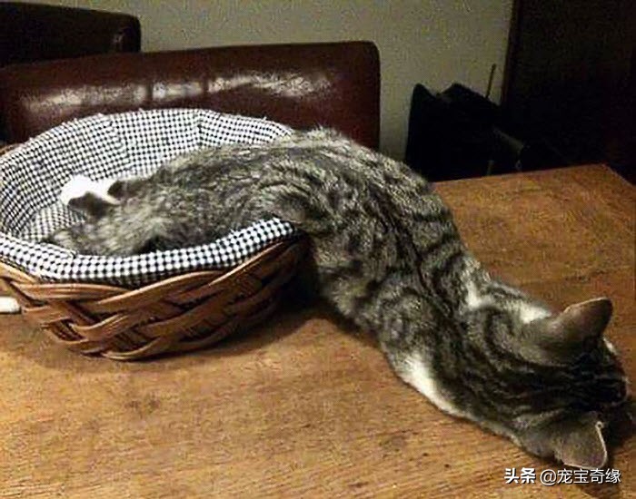 猫是液体动物还是软体动物,猫是液体做的动物