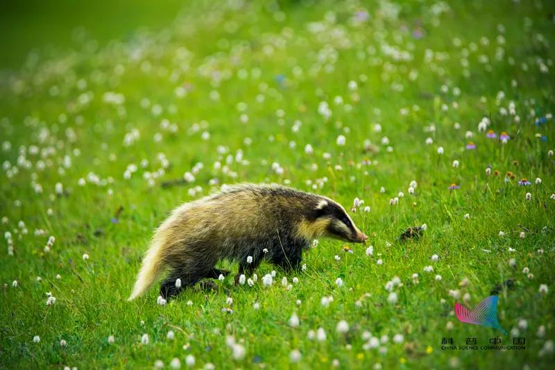 鲁迅笔下的猹原来长这样，那么它会不会偷西瓜？来听听它的自白