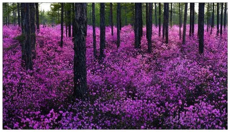 黑龙江旅游小众胜地,黑龙江值得旅游的10个地方