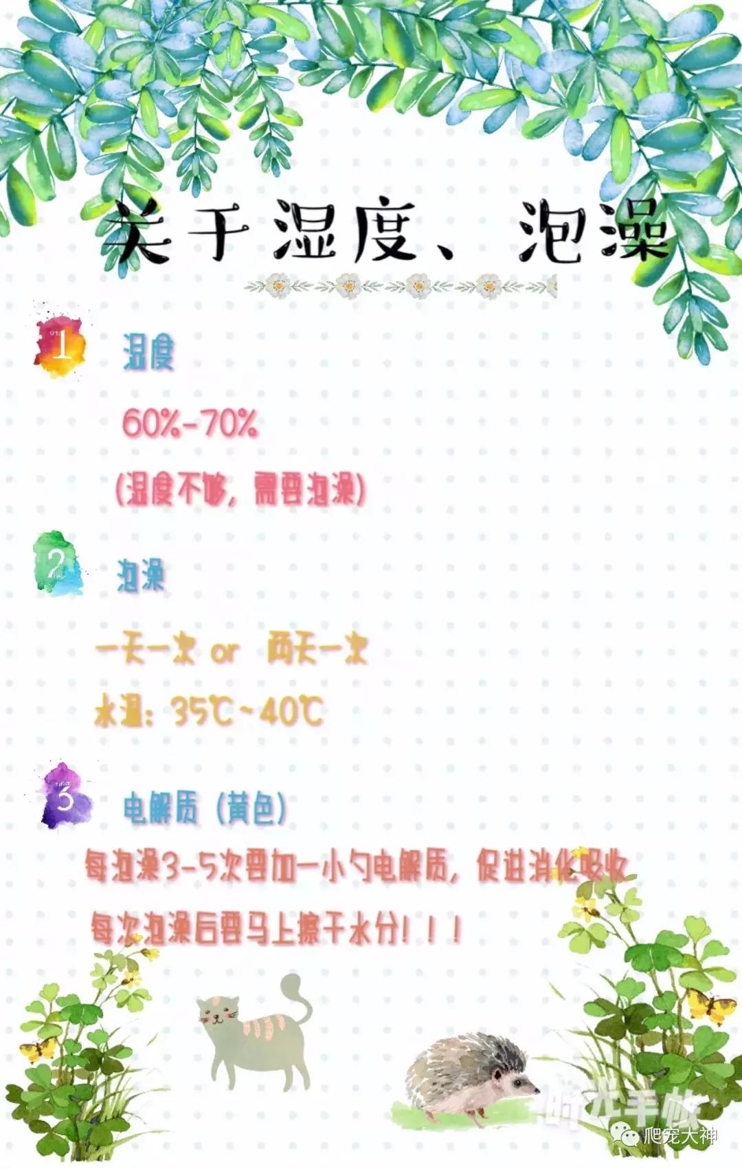 如何养好一只陆龟,如何才能在家里养一只陆龟