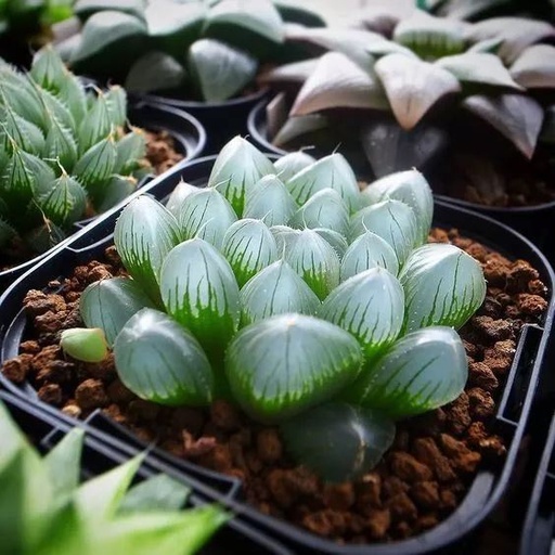 世界十大花卉排行榜名单,世界十大名贵花草