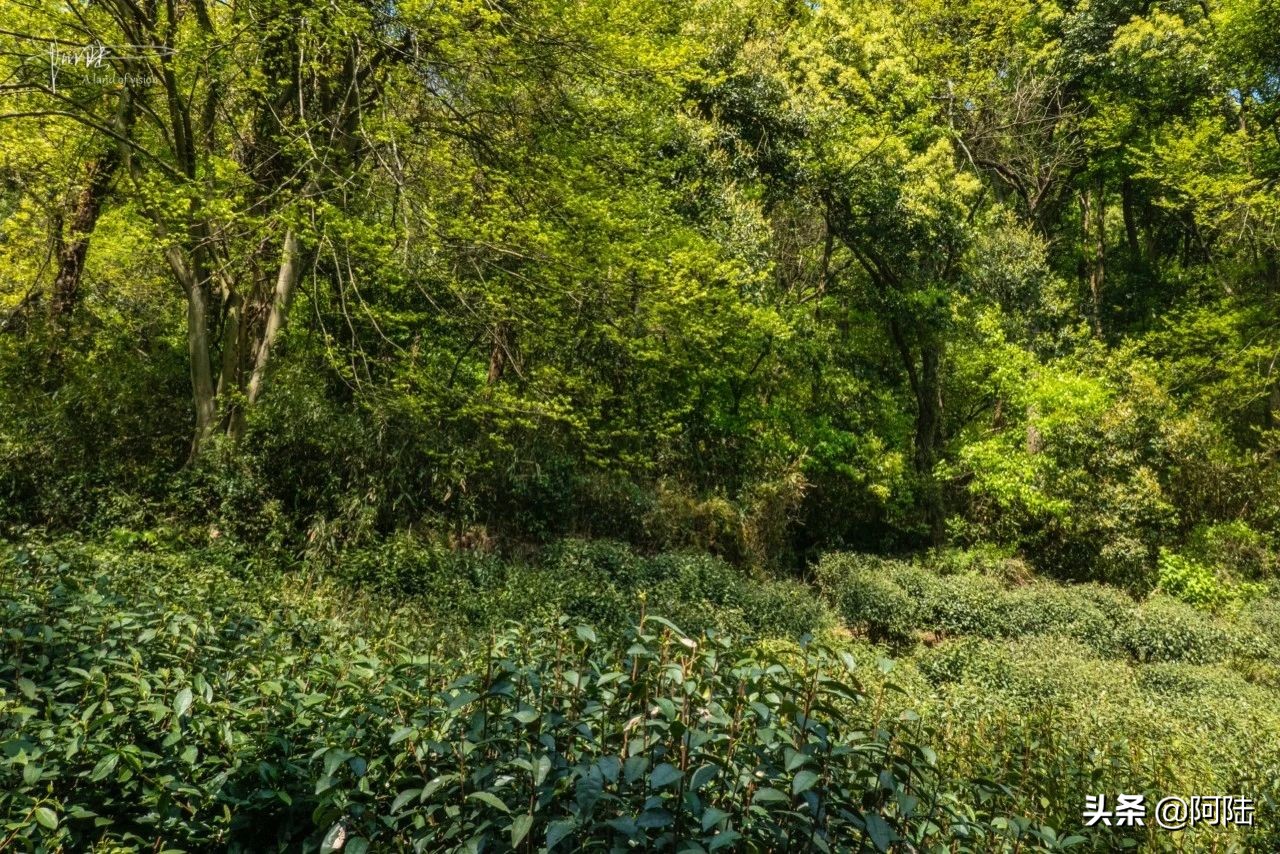 杭州虎跑泉水,杭州虎跑泉旅游攻略