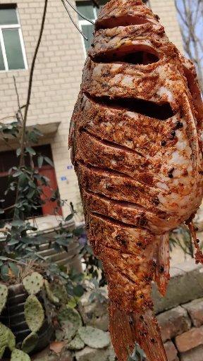 家猫为什么会带流浪猫来家里,家猫带几只流浪猫回家