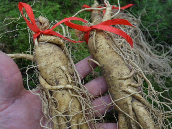 为什么人工种植的人参那么便宜,野生人参为什么比人工参好