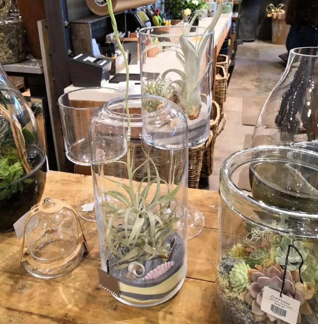 空气凤梨怎么固定,空气凤梨怎么控形