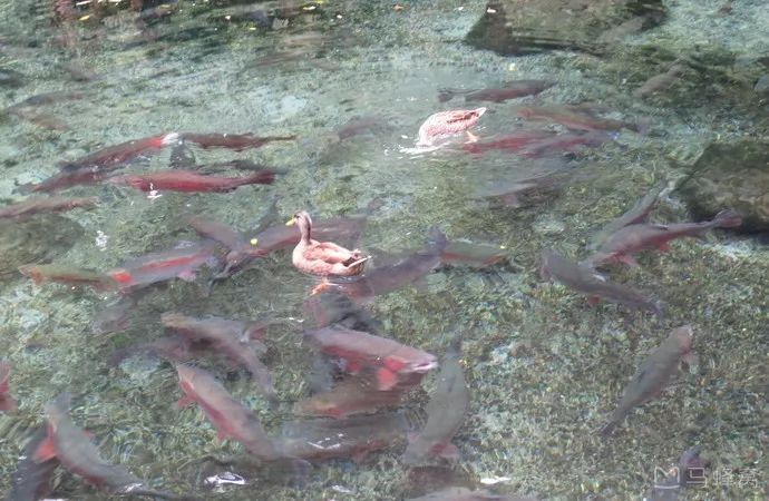 难忘的新西兰之行,在新西兰难忘的日子