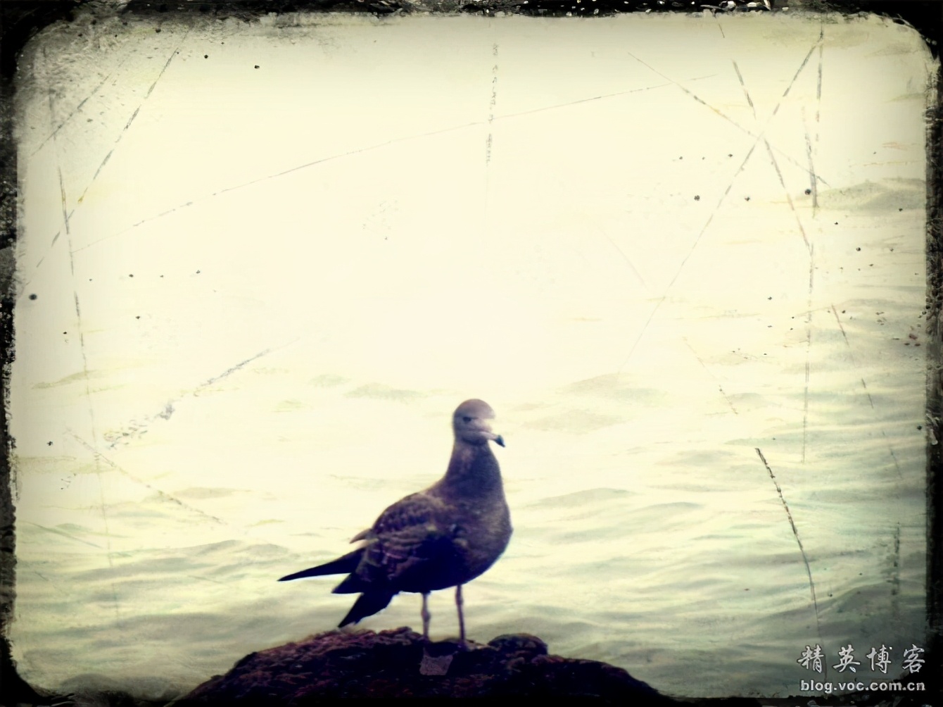 献给海的精灵----海鸥