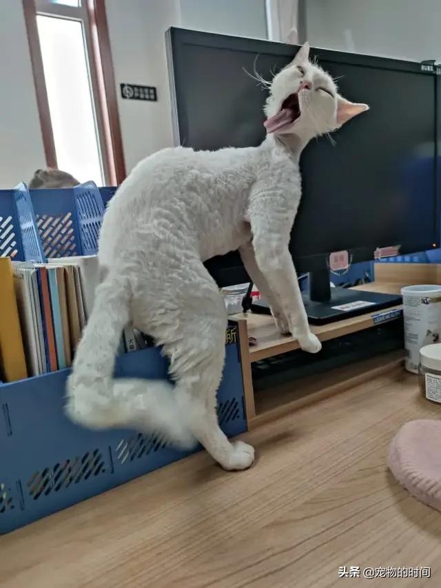 猫跑丢了怎么办猫会自己回来吗,农村猫丢了找猫的窍门