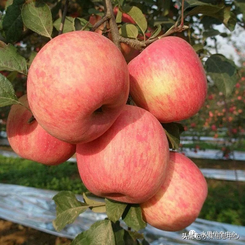 国内最好的苹果品种排行榜前十名,响富苹果和元富红苹果哪个品种好