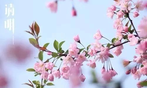 有关清明节的古诗词集锦,清明节古诗词及名句