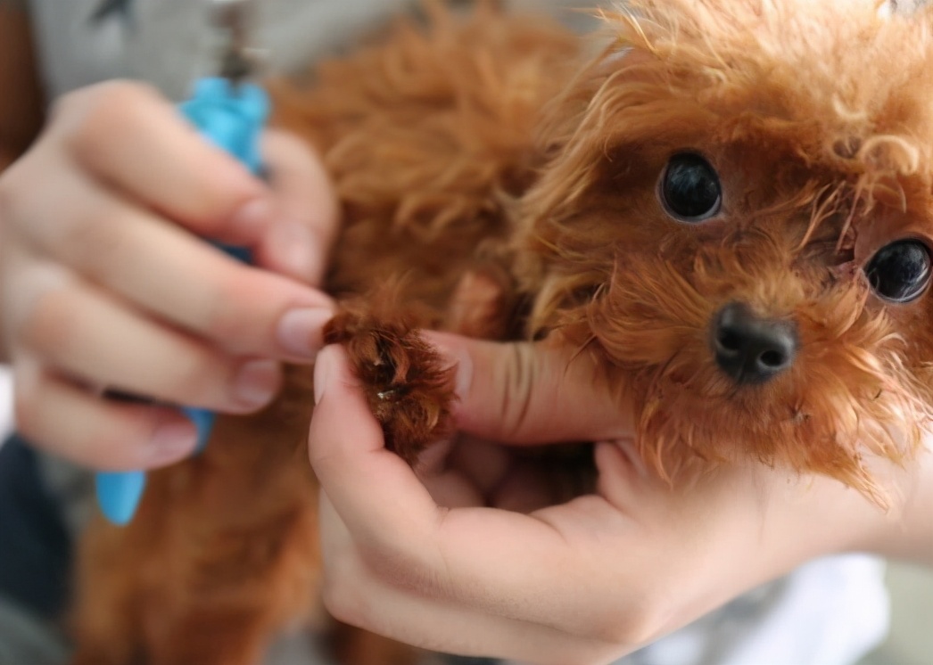 泰迪和贵宾犬有什么区别,贵宾犬和泰迪有什么区别