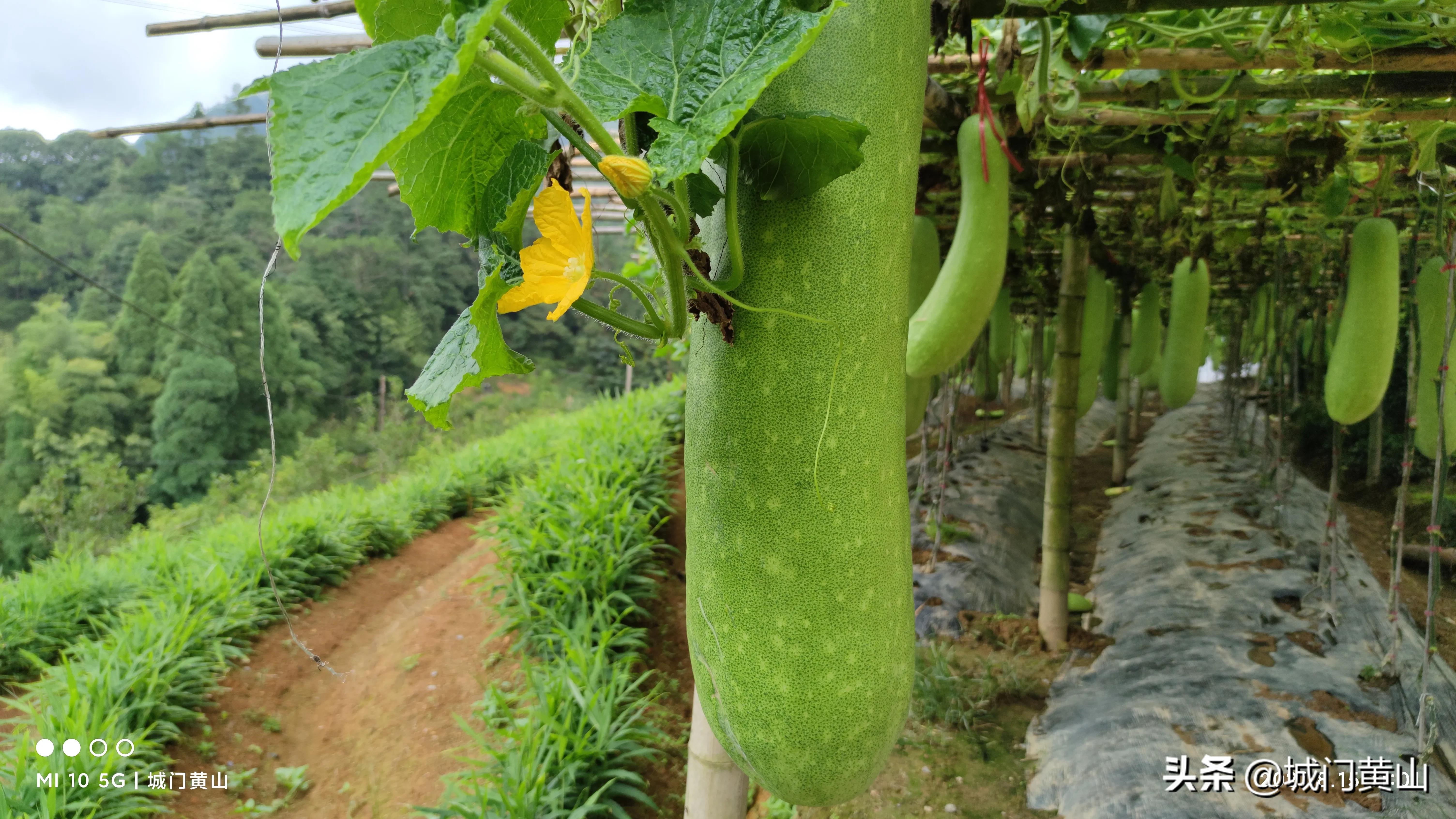 福州大湖乡冬瓜佛手瓜盛夏里在山里绽放
