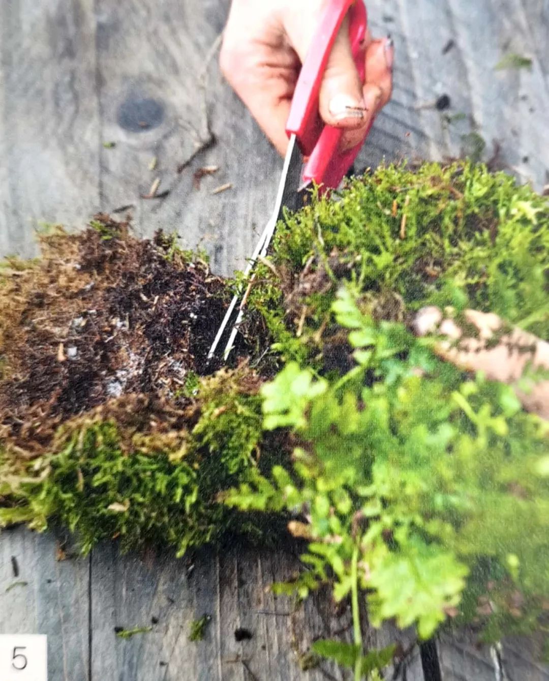 适合做苔玉的苔藓有哪些,适合做苔玉的苔藓