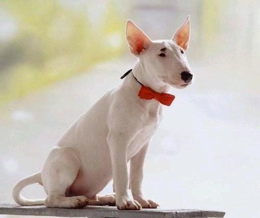 世界上一百种狗的图片,世界十种名贵狗