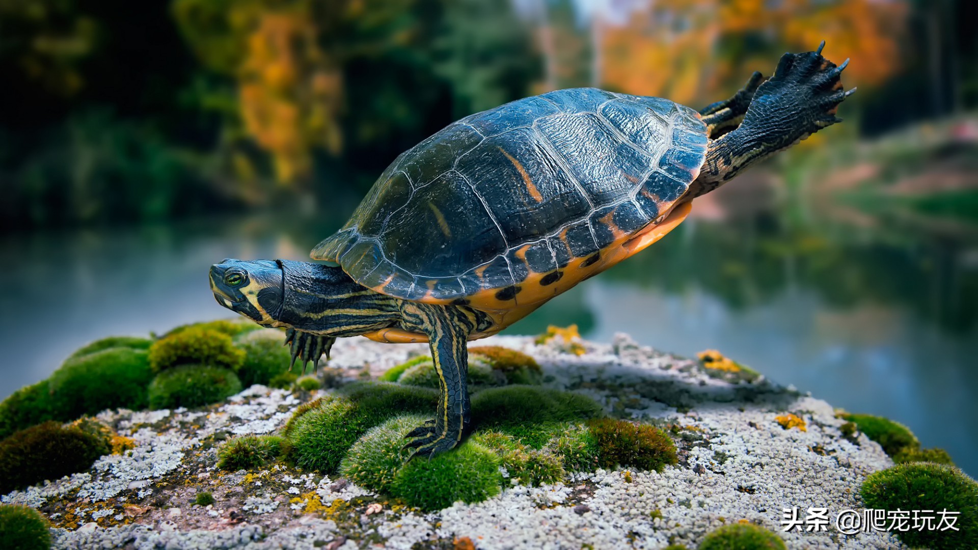 龟溺水后要干养吗,龟溺水救回来了还会死吗