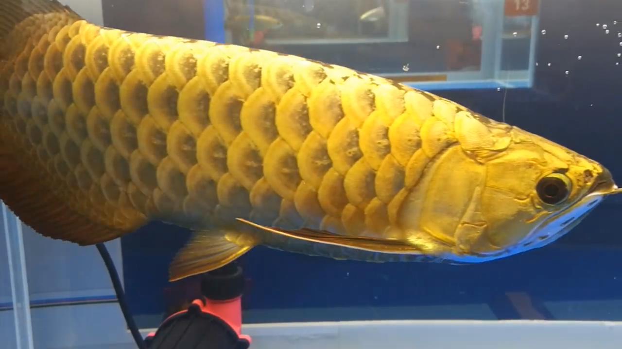 怎么让鱼缸大量爆绿藻而不是褐藻,鱼缸褐藻彻底清除的有效方法