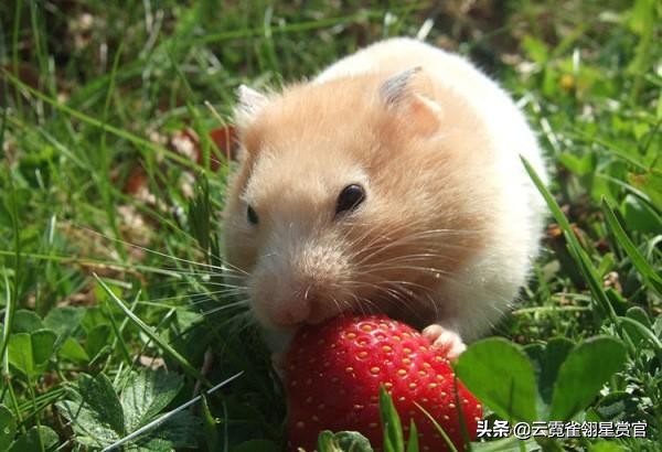 新手最推荐的仓鼠是什么,仓鼠类型推荐