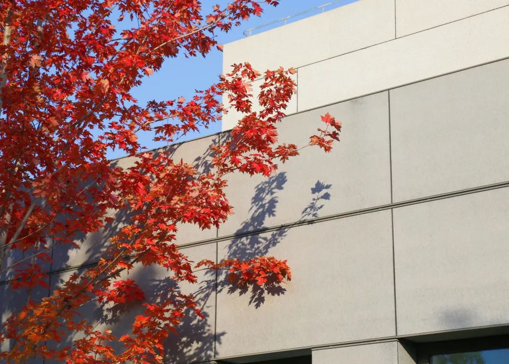 上海最美秋景,上海哪些公园可以拍秋景