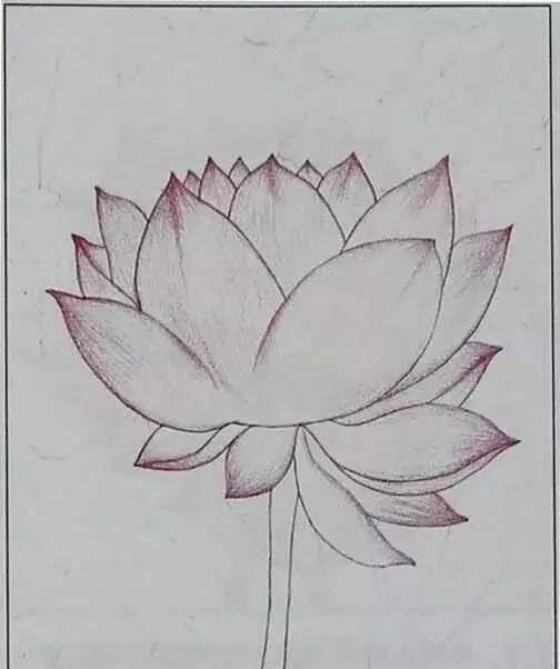 画荷塘与荷花,画一张美丽的荷塘画