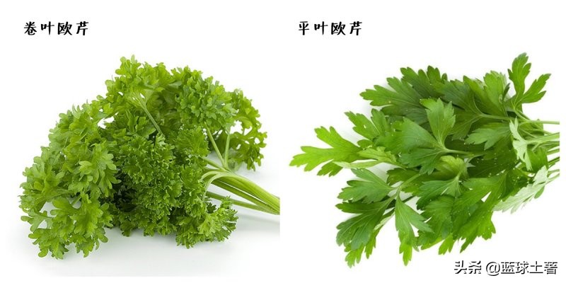 西餐香料不用葱,西餐怎么使用蒜