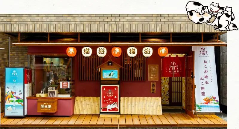 猫咖是不是会收留真猫咪打工,猫咪去猫咖打工是真的吗