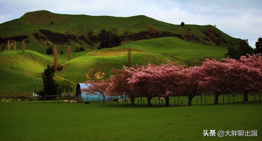 新西兰工作签的基本情况,新西兰工作签的基本情况介绍