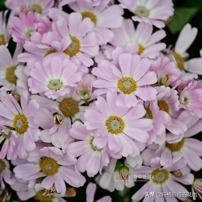 过年买点花,过年了买点什么花草