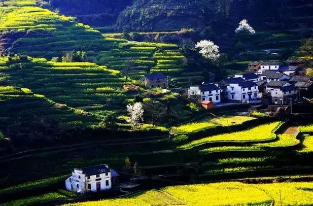 安徽春天去哪看花,安徽春天赏花攻略景点推荐