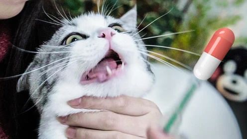 养猫怎样照顾猫,刚刚领养幼猫怎么养