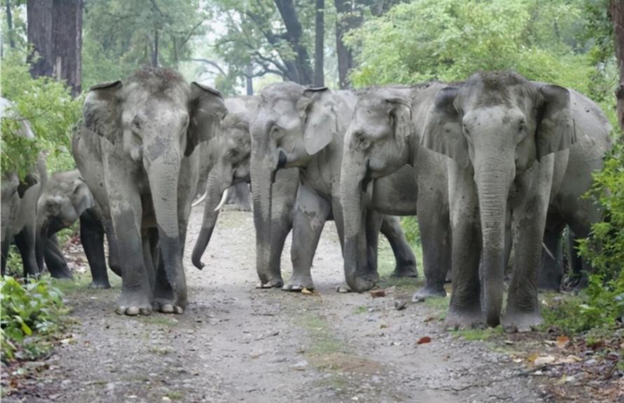 15头大象一路北迁原因,大象迁徙17头为何还剩15头