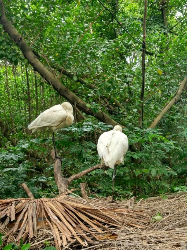 广州长隆野生动物世界二日游,广州长隆野生动物世界步行游览区