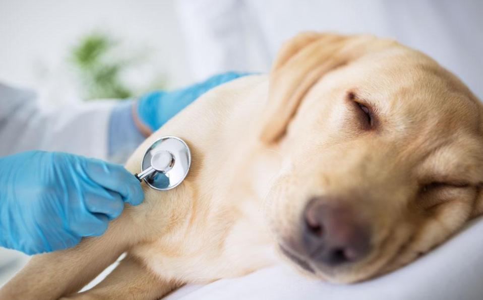 铲屎官怎么处理狗子拉屎问题,哪些原因会使狗狗长期软便拉稀