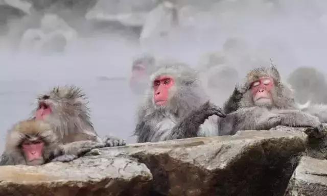 日本乌鸦会扭水龙头、小鹿会鞠躬、猴子会泡温泉，文明还是成精？