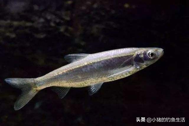 夏天野钓不到鱼,夏天钓不到大板鲫