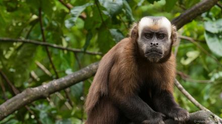 辟谣：非洲迷你刺猬咬人涂刺后就算接纳这个人？小心被白咬