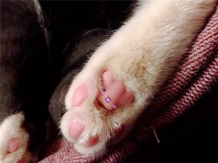 猫咪肉垫看性格,怎么从猫咪的肉垫判断猫咪的性格