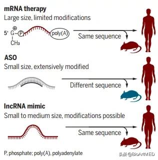 RNA疗法新策略：lncRNA功能元件制剂具备苯*酮丙**尿症治疗潜力