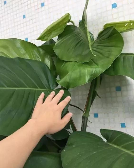 绿萝最爱的4种东西,四种让绿萝疯长的东西