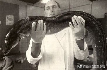 原来，你吃的鳗鱼，每一只都见过海底深渊的秘密｜自说自话的总裁