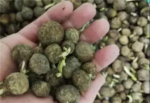 孝感的特产有哪些,孝感农产品特产有机食品