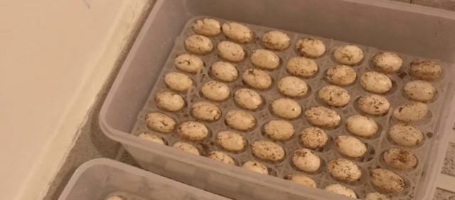 如何养好刚出壳的精品龟苗,新手养幼龟怎么养活得快