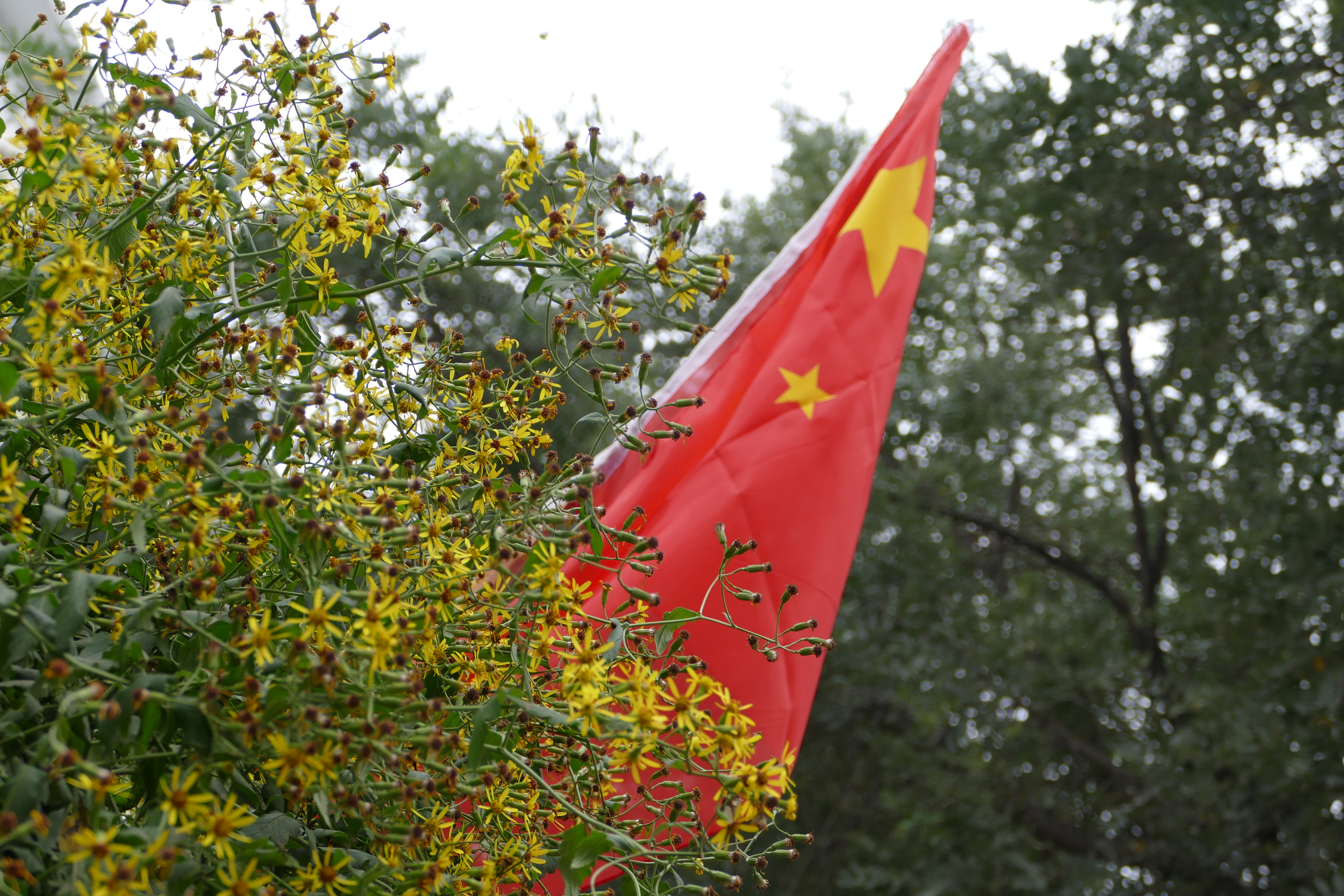 眼科良方书,眼科专用中草药