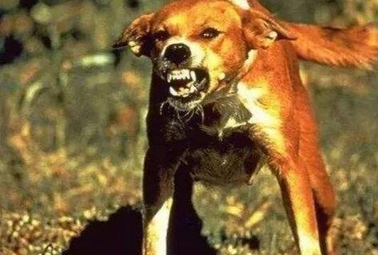 狗狗狂犬病症状是哪些表现,狗狗眼睛发红是不是狂犬病症状