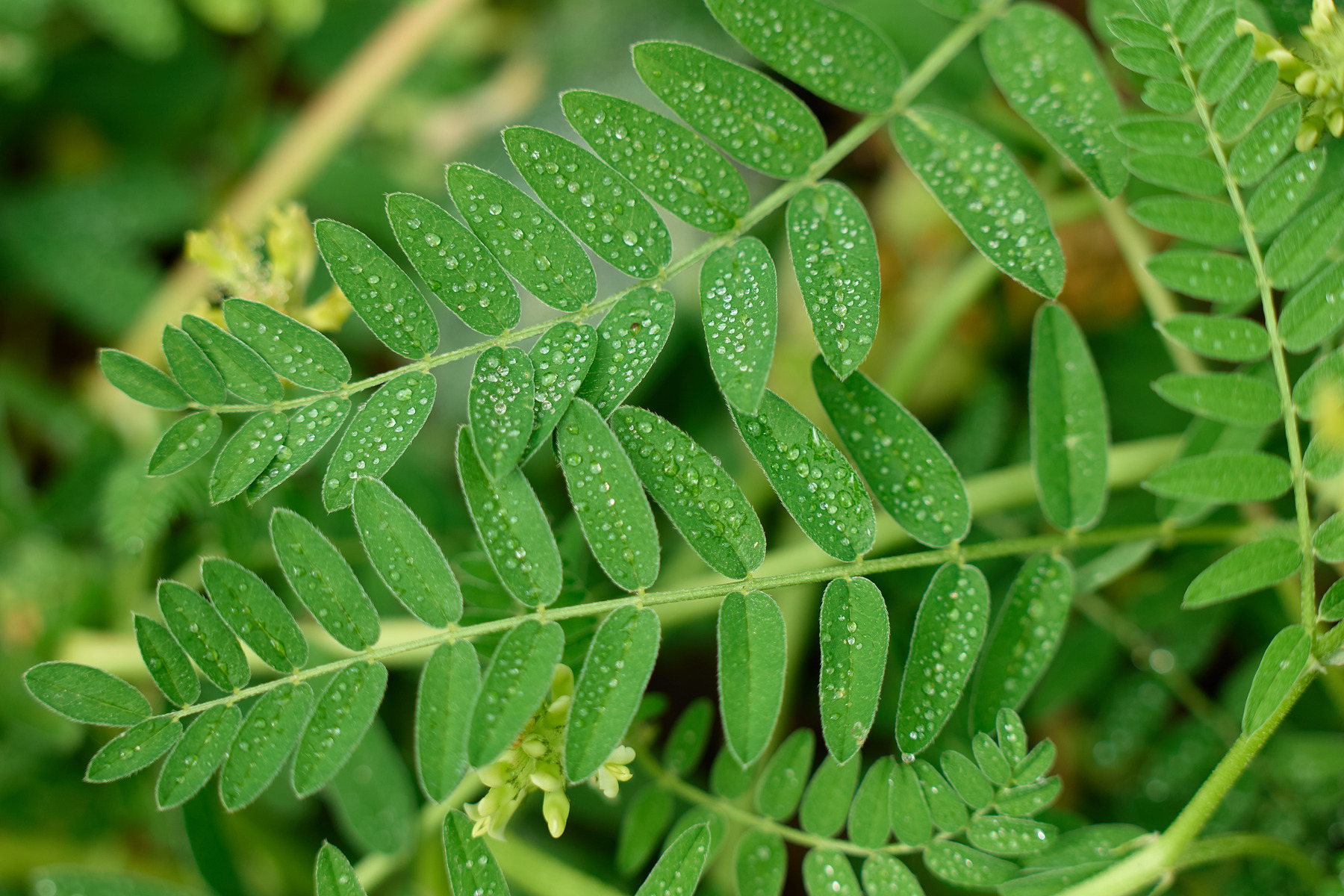 适马sigma60-600mm拍月亮,适马sigma18-50mmf2.8dcdn测评