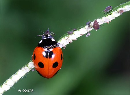 益虫有哪些图片大全,益虫有哪些昆虫怎么画
