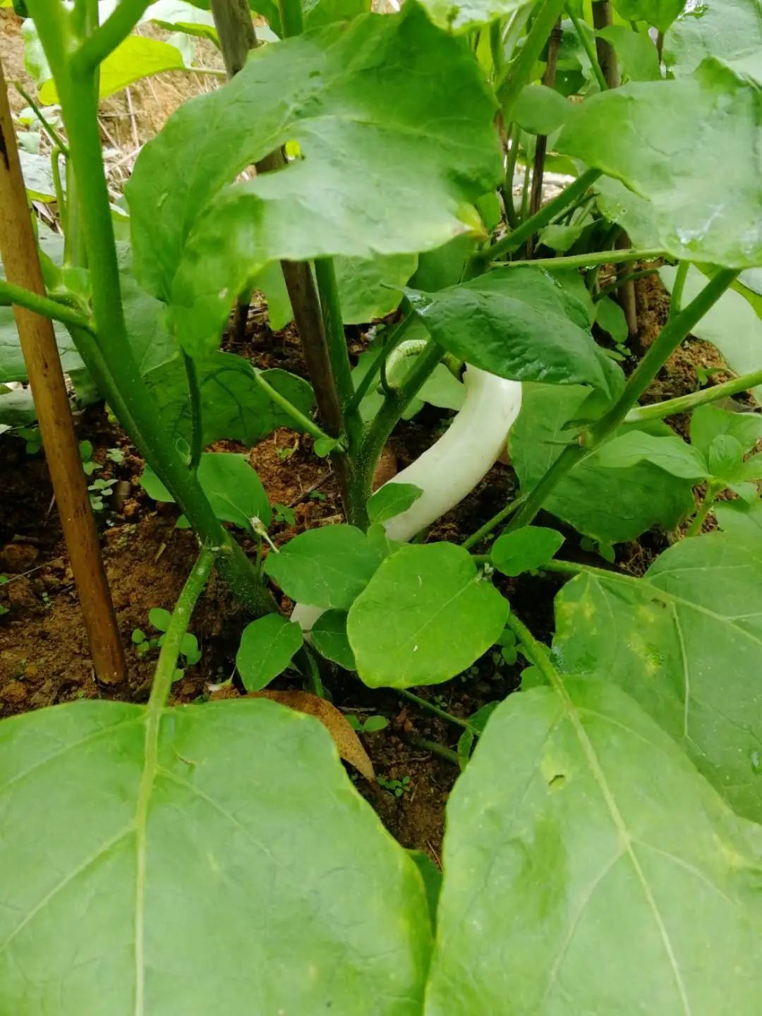 大自然生态农场有机蔬菜,炎炎夏日新鲜水果等你来品尝