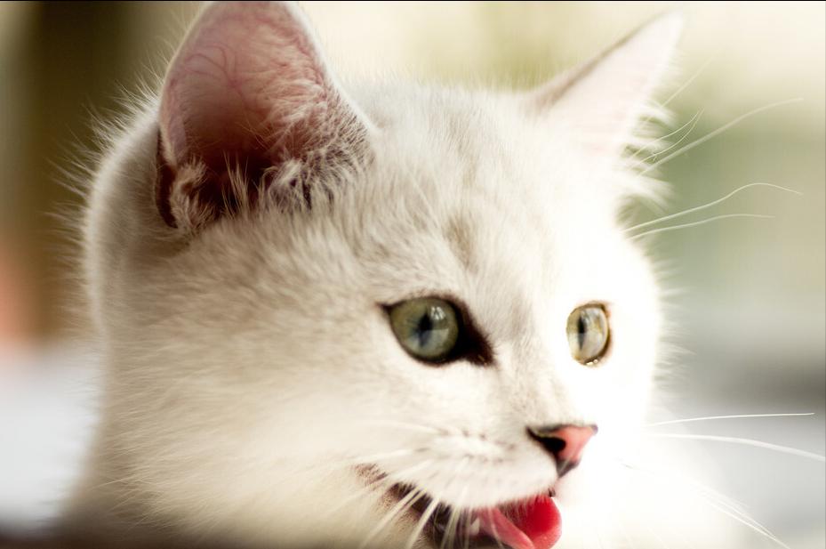 猫咪自然脱落的胡须能带来好运吗,猫咪的胡须不小心被撩了还能长吗