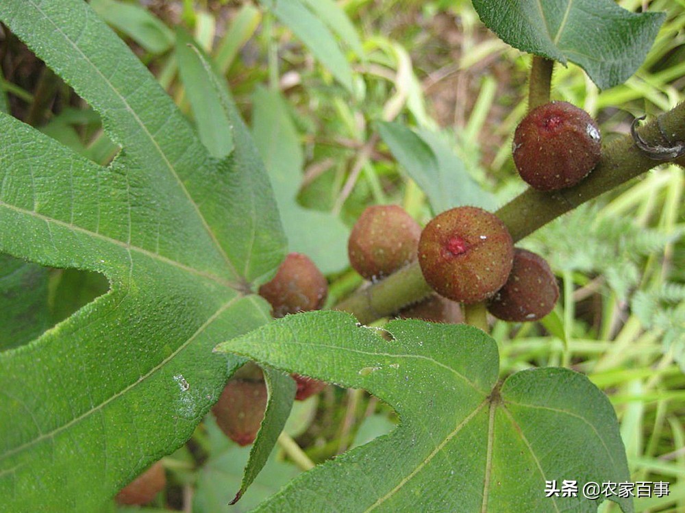 福建山里五指毛桃,清远的五指毛桃